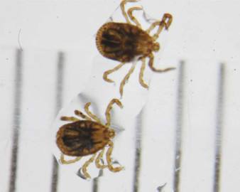 Ciudadanos de Japón alertados por virus mortal