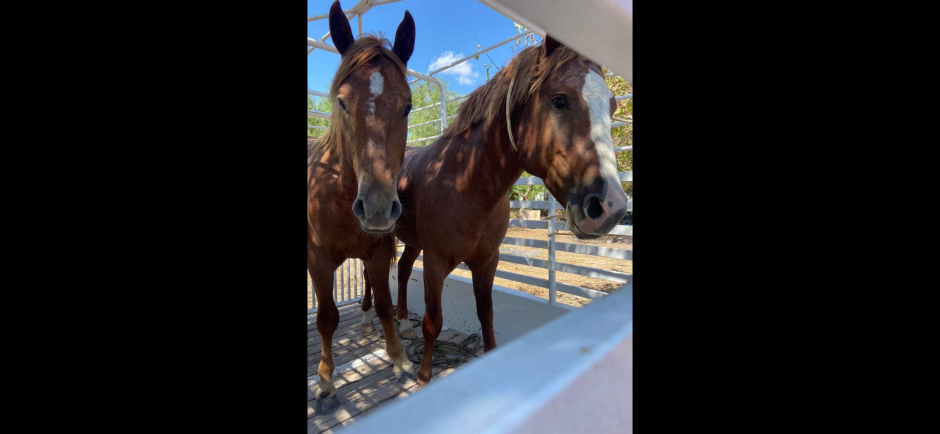 Gobierno de Reynosa busca a dueño de caballos