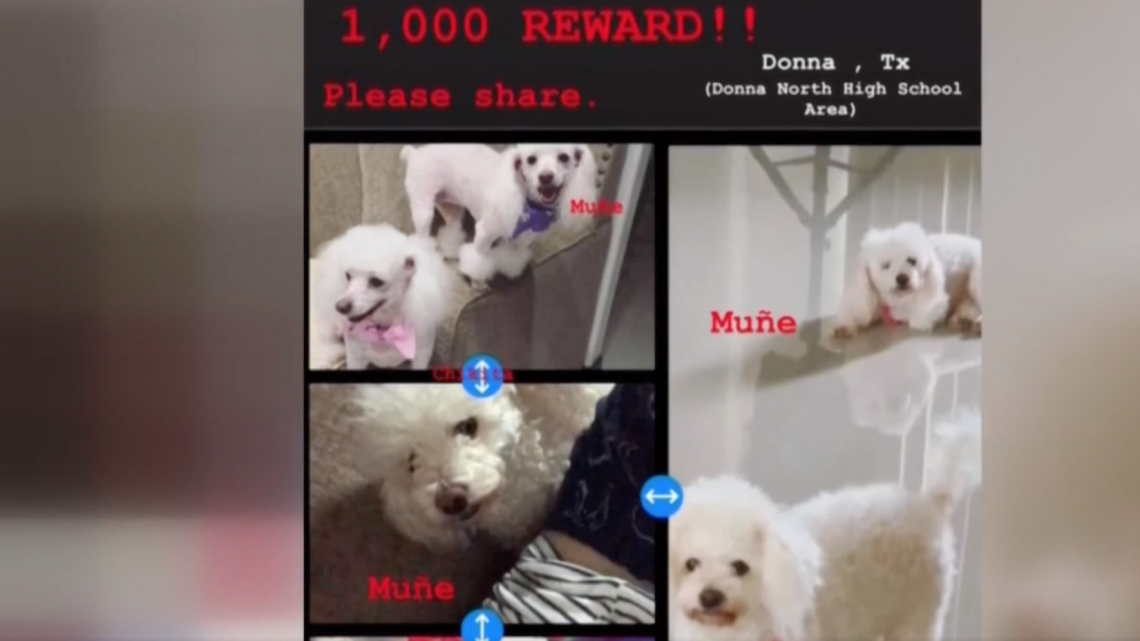 Roban en una casa en Donna y se llevan hasta el perro 