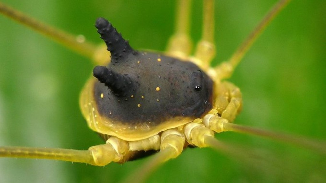La extraña araña con cabeza de perro