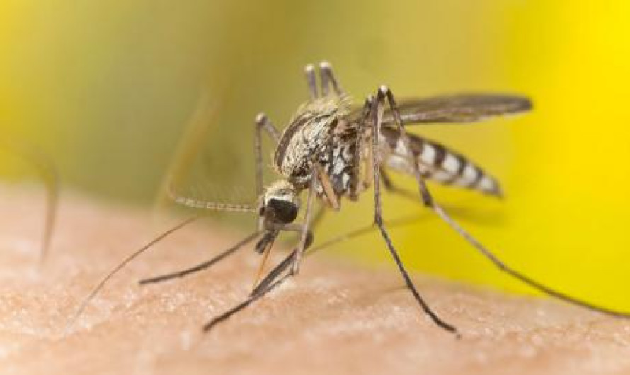 Llega a 24 el número de casos por Zika en Victoria