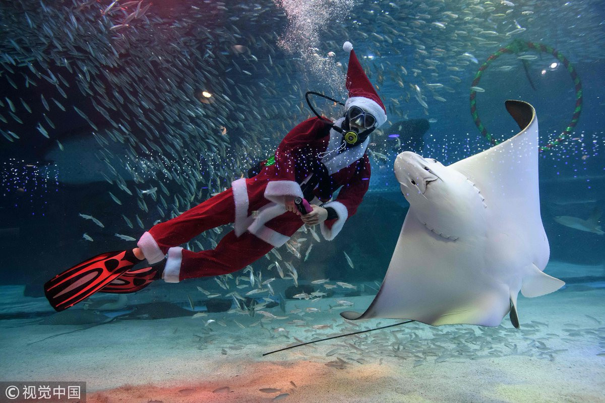 Buzos disfrazados de Santa brillan en acuarios del mundo