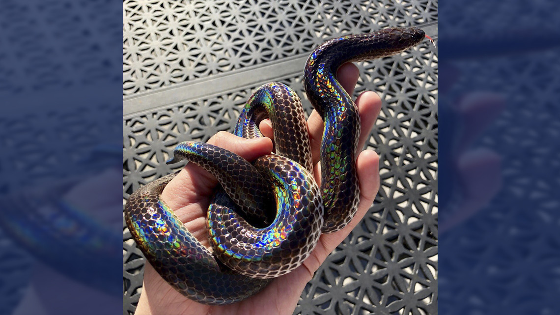 La cobra más bonita que verás hoy