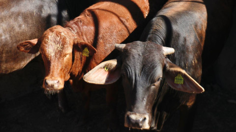 Incrementa el consumo de carne local en Nuevo Laredo, gracias a campaña de promoción