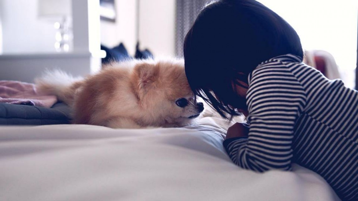 Adiós hermoso Boo, muere el perro más lindo del mundo