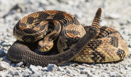 Serpiente de cascabel ayudaría a disminuir la enfermedad de Lyme