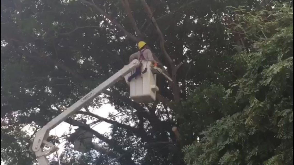 Talan árboles que afectan cableado eléctrico