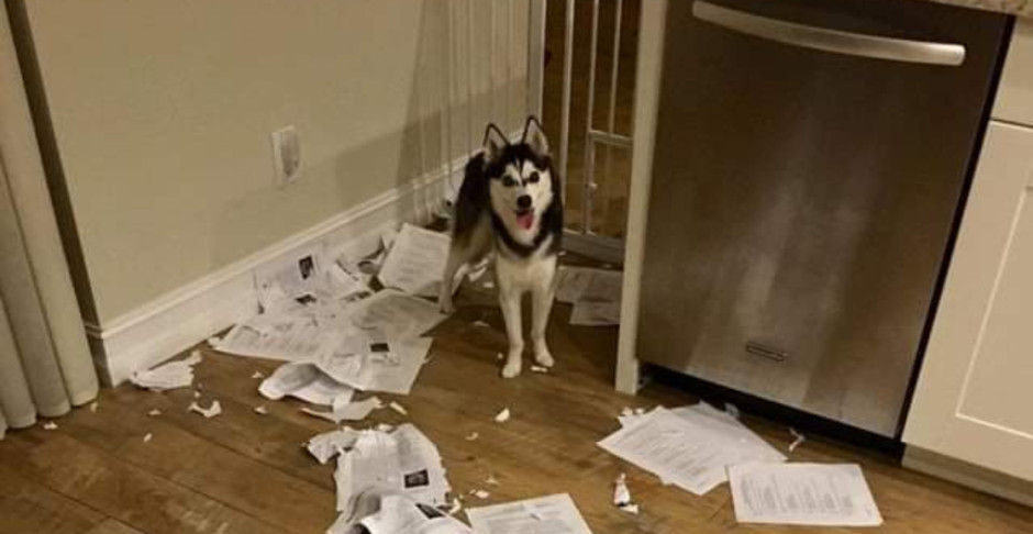 Maestro revela que perro se comió tareas de sus alumnos y se hace viral