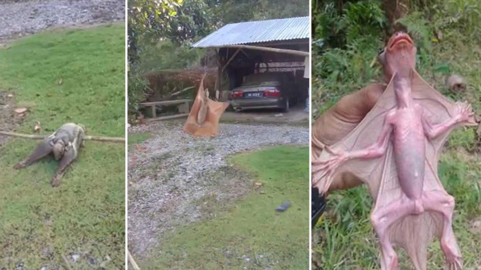 Extraño animal causa terror y miedo en redes sociales 