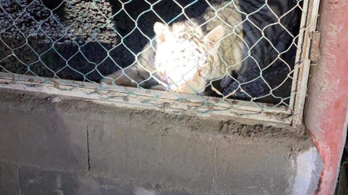 GOPES logró aseguramiento de vehículos de lujo y aves exóticas dentro de una propiedad