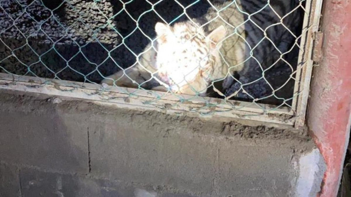 GOPES logró aseguramiento de vehículos de lujo y aves exóticas dentro de una propiedad