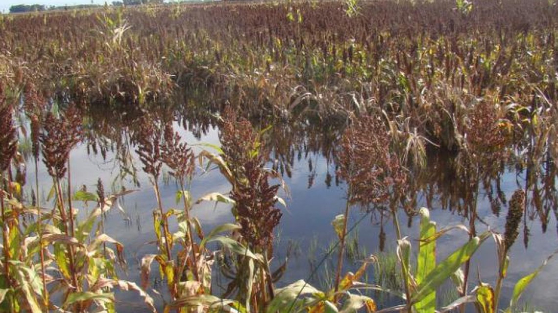 No podemos competir con el mercado internacional porque seguimos sin apoyos federales: Agricultores