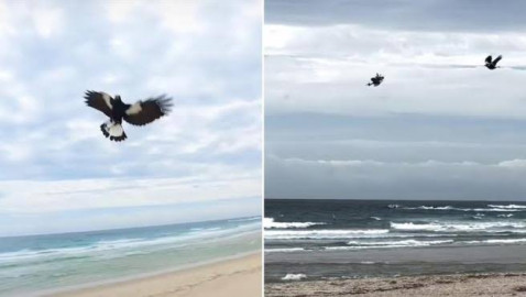 El agresivo ataque de una urraca a dron en pleno vuelo