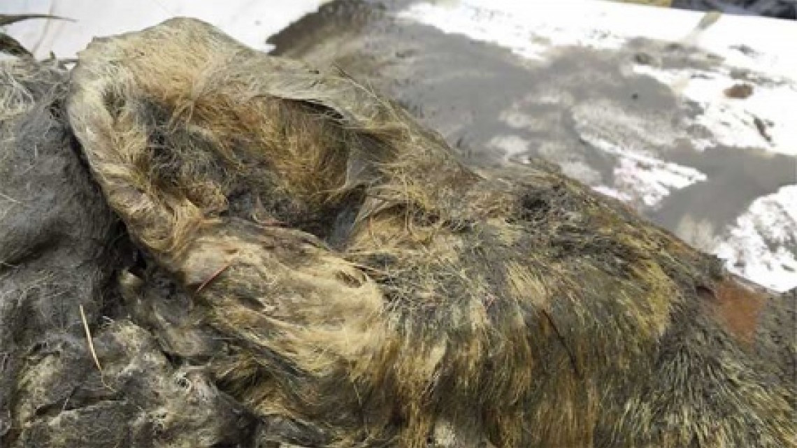 Descubren cabeza conservada de lobo prehistórico 