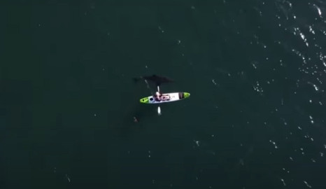 El escalofriante encuentro de un pescador con un tiburón blanco