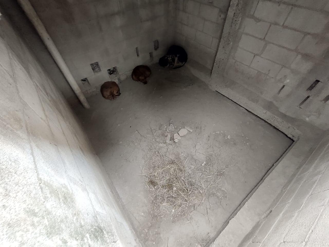 Rescatan a perritos atrapados en una fosa