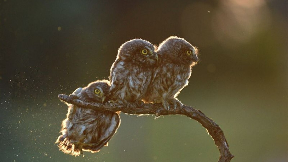 Las 10 fotos graciosas de animales