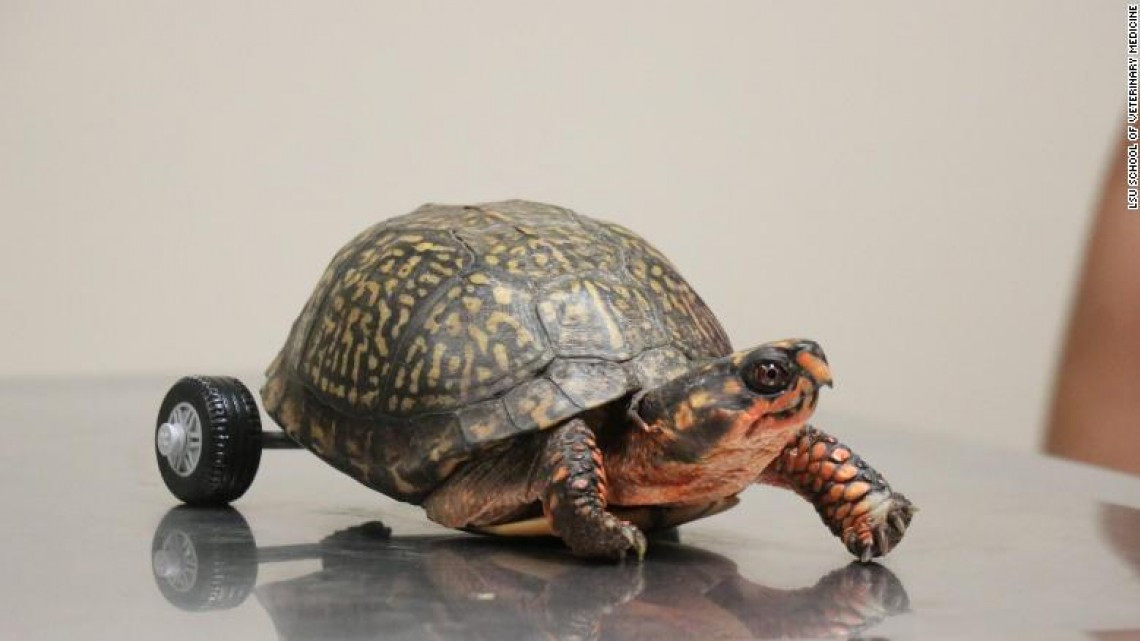 'Pedro, la tortuga' perdió sus patas, pero LEGO ayudó a que se moviera nuevamente