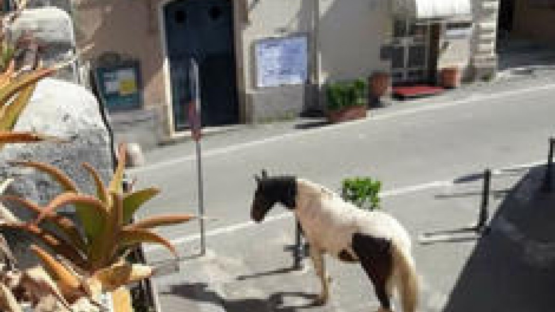 La naturaleza se abre paso por el coronavirus 