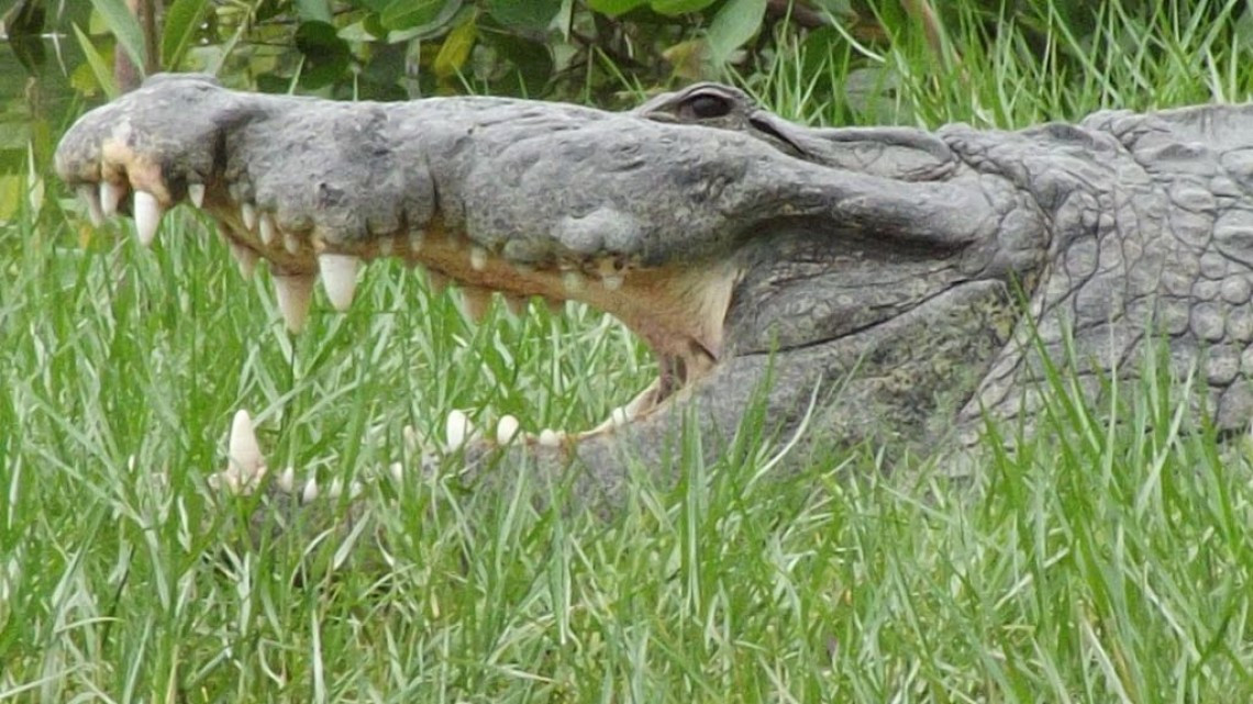 Cocodrilos, peligro constante para pescadores en lagunas 