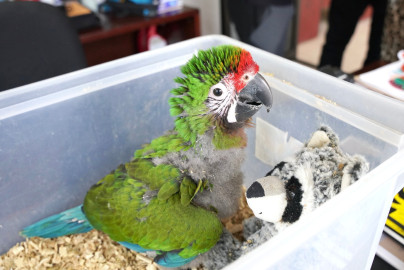 Zoológico de Nuevo Laredo recibe a dos ‘bebés’: un dromedario y una guacamaya