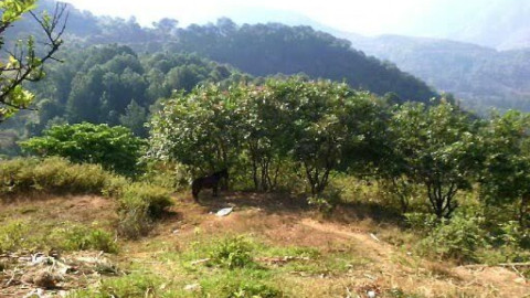 Juquila Yucucani sin obras y abandonado, pueblo señalado por la siembra de amapola