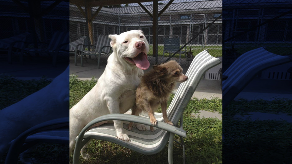 Estudio revela que chihuahuas son más agresivos que los pitbulls 