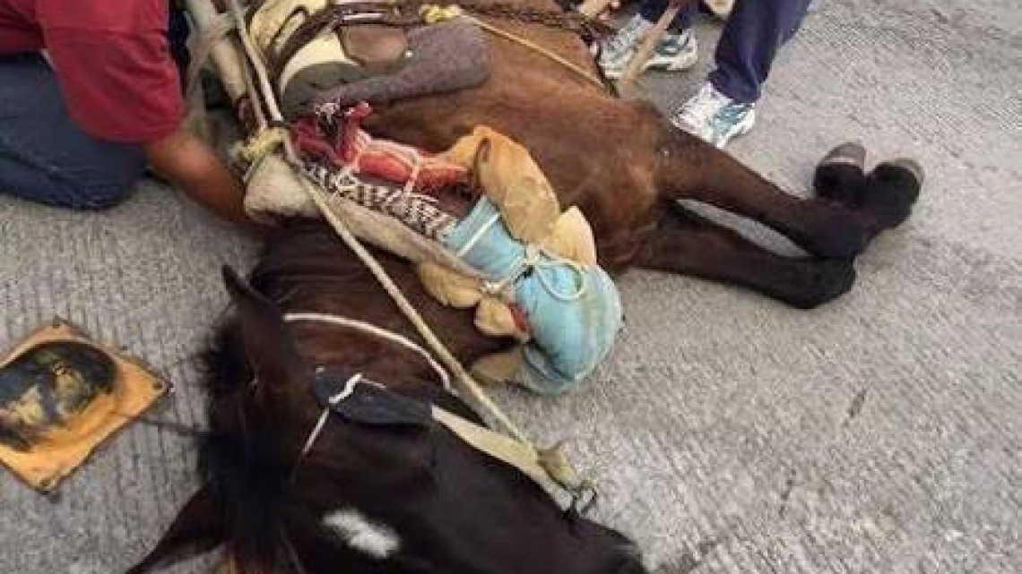 Asesinan a caballos para vender su carne