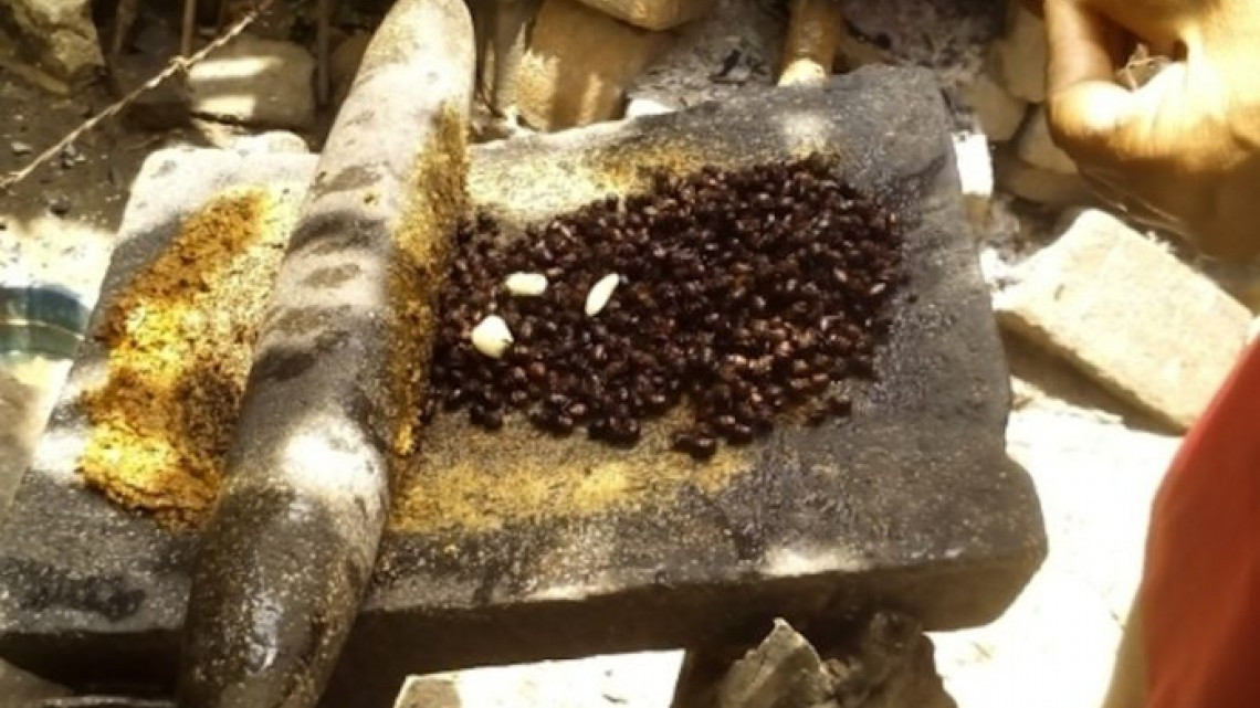 Las hormigas “chicatanas”, el manjar oaxaqueño más caro de temporada