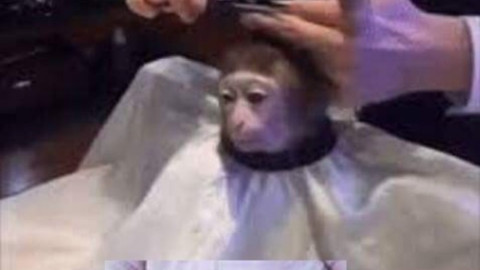 El meme del corte de pelo a un mono que encaja en todo