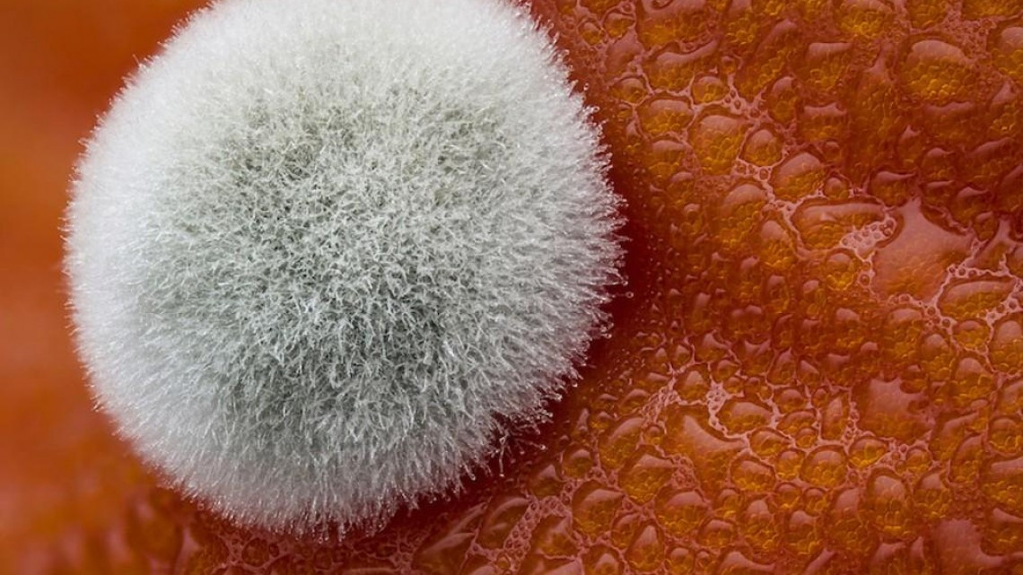 Estas microscópicas imágenes te sorprenderán