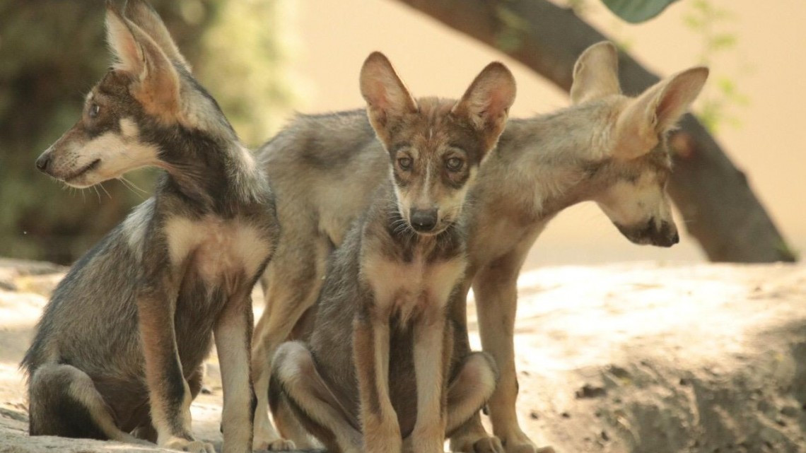 Nacen 6 hembras de lobo gris mexicano en Tamatan; especie en peligro de extinción
