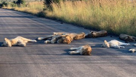 Así descansan leones en el Parque Nacional Kruger durante el confinamiento
