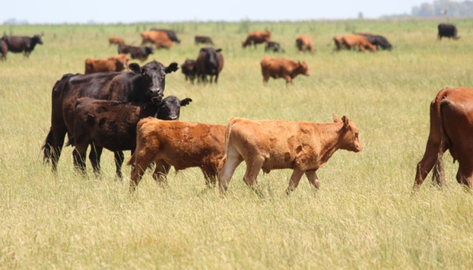 Pide UGRT reforzar operativos en apoyo a ganaderos 