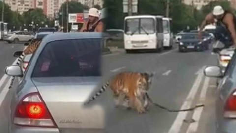 Tigre se le escapa a un joven de un coche e intenta huir 