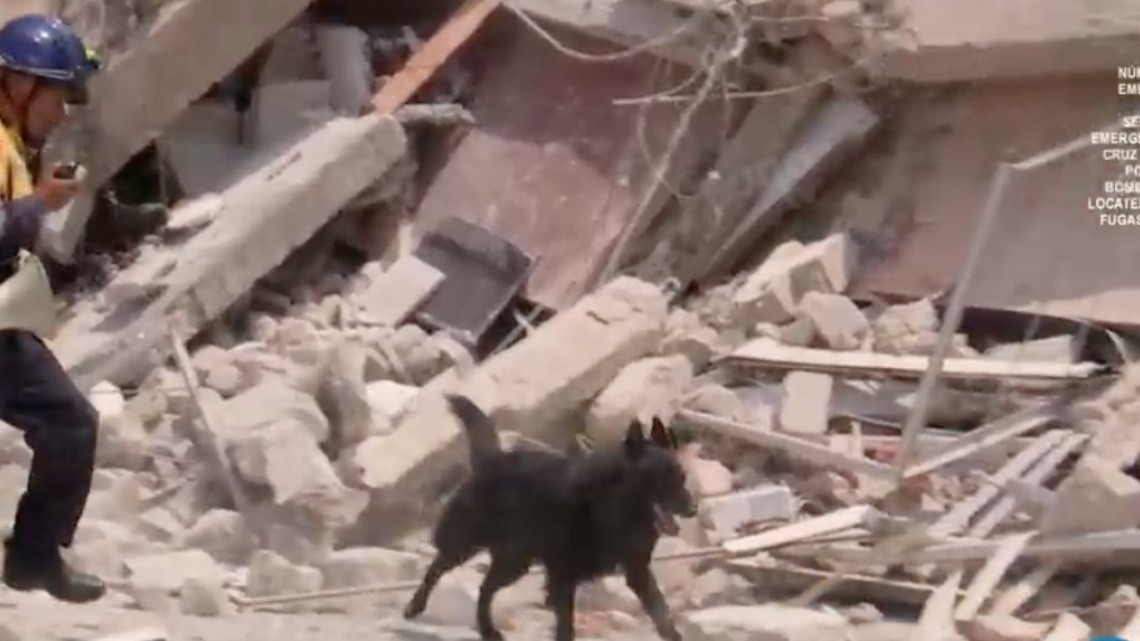 Rescatan a perro de escombros que dejó el sismo 