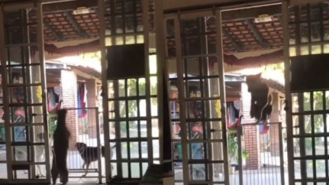 Perrito brasileño salta puerta de un metro