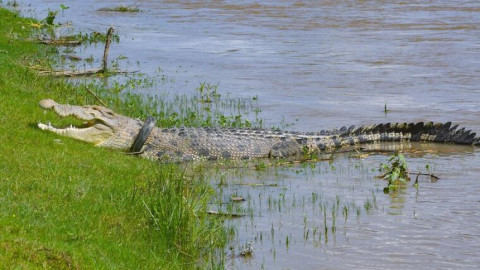 Liberan a cocodrilo de llanta atascada en cuello