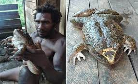 Hallan rana del tamaño de un bebé en las Islas Salomón