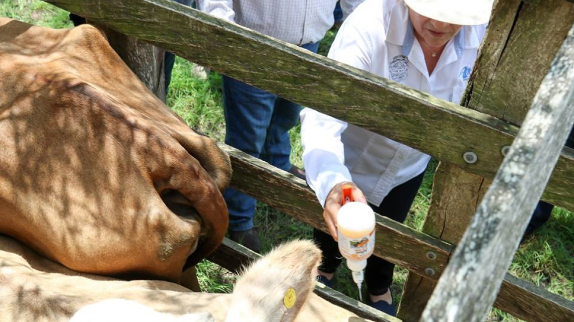 Dan inicio a programa "Ganado sano, Cerca de Ti"