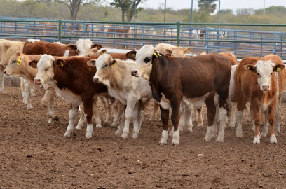 Mantiene EU puertas abiertas a ganaderos tamaulipecos
