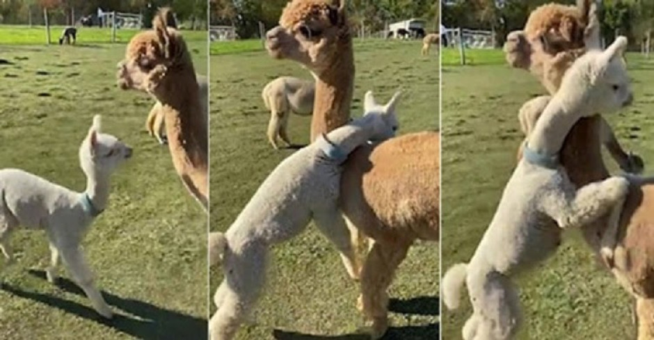 El tierno abrazo sorpresa de una pequeña alpaca a su mamá 