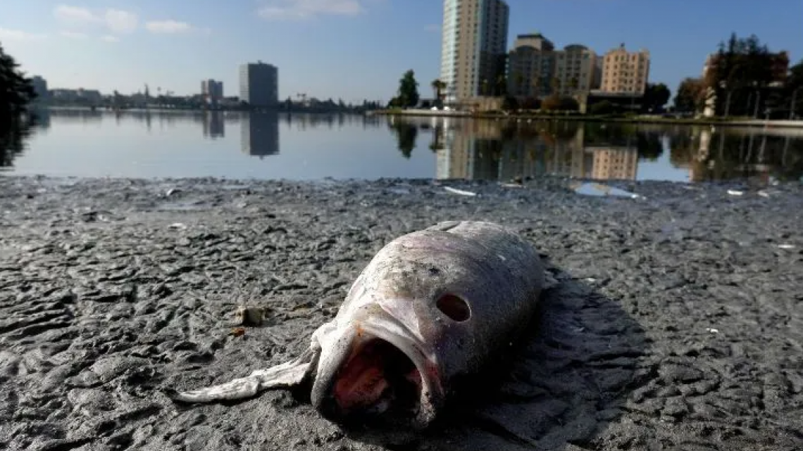 Tras marea roja, aparecen miles de peces muertos en bahía de San Francisco 
