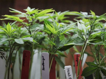 Por definir uso legal de la mariguana en 4 estados