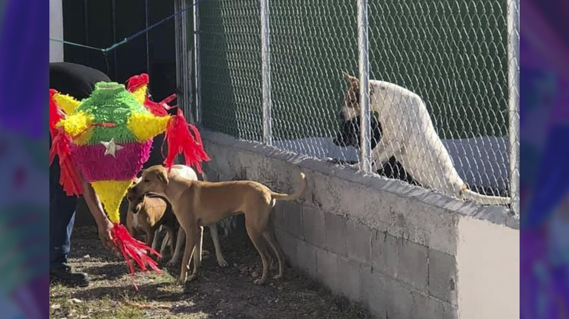 Ofrecen posada para perritos callejeros en Matamoros