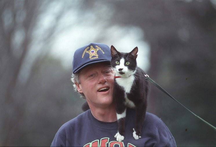 ¿Por qué se celebra el Día Internacional del Gato?