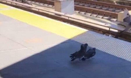 Palomas asesinan a su 'amiga' empujándola a las vías del tren