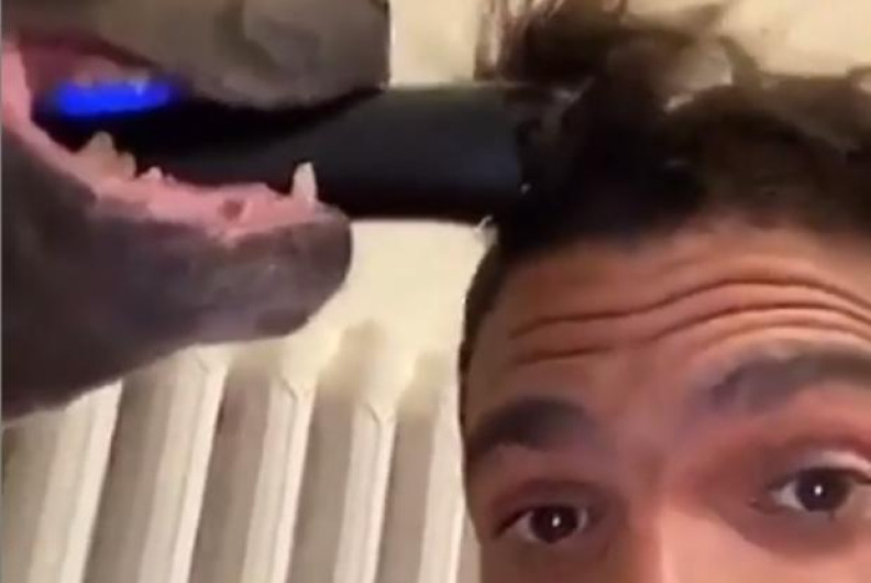 Perro le corta el cabello a su dueño por cierre de peluquerías 