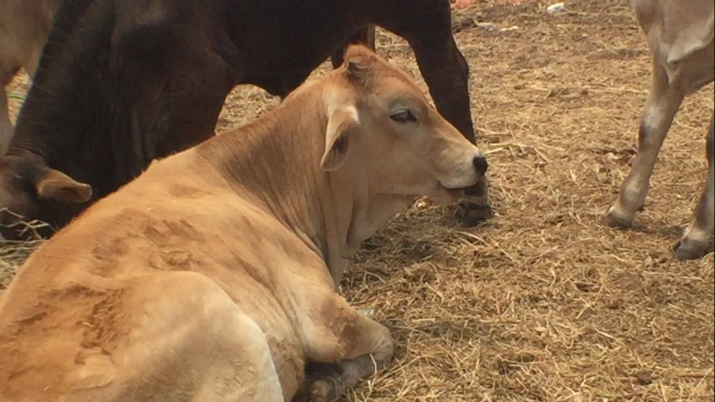 Se brinda apoyo al sector ganadero ante la temporada de estiaje