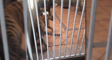 Cría de tigre de bengala es asegurada de un domicilio 